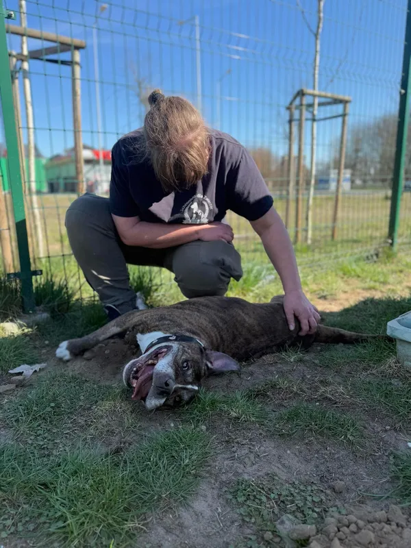 Pies do adopcji, Bydgoszcz, 3 kwietnia 2025 (3/5)