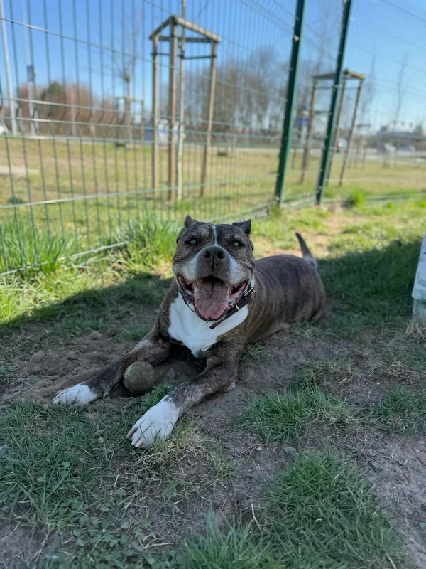 Pies do adopcji, Bydgoszcz, 3 kwietnia 2025 (4/5)