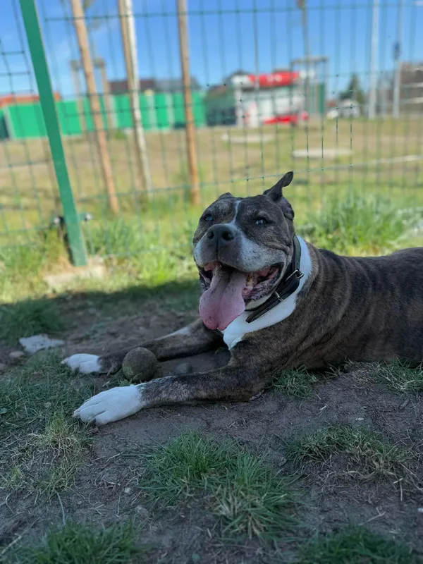 Pies do adopcji, Bydgoszcz, 3 kwietnia 2025 (5/5)