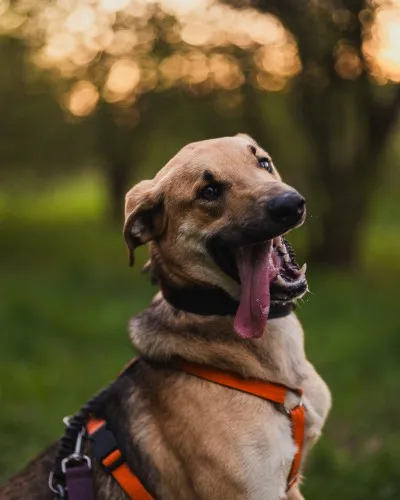 Pies do adopcji, Kraków, 20 marca 2025 (2/5)