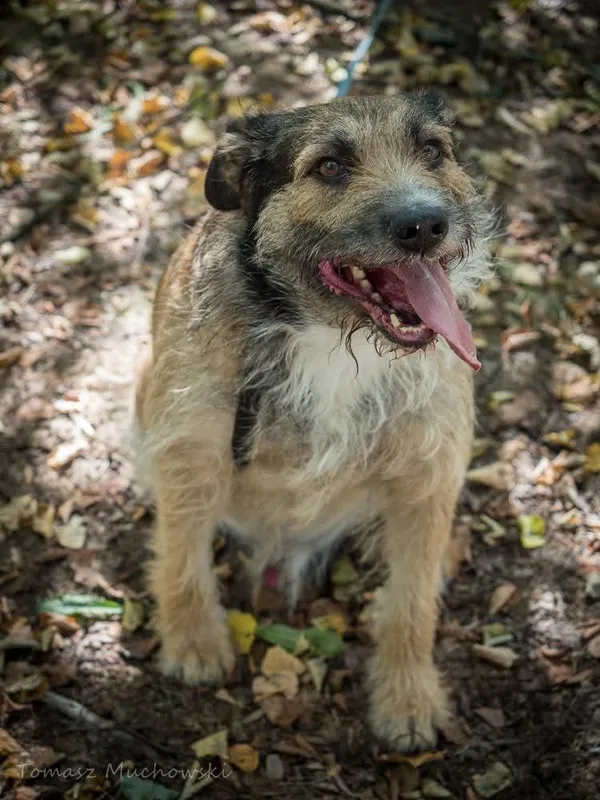 Pies do adopcji, Radom, 4 listopada 2025 (3/5)