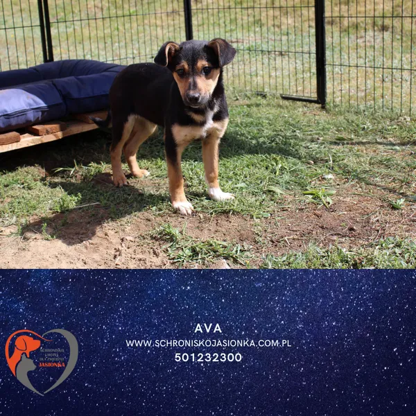 Znaleziono psa, Ciosny, 4 kwietnia 2025