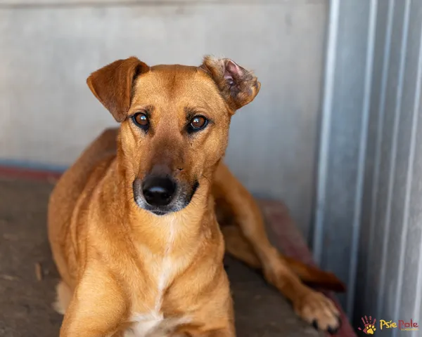 Pies do adopcji, Racławice, 3 kwietnia 2025 (2/5)