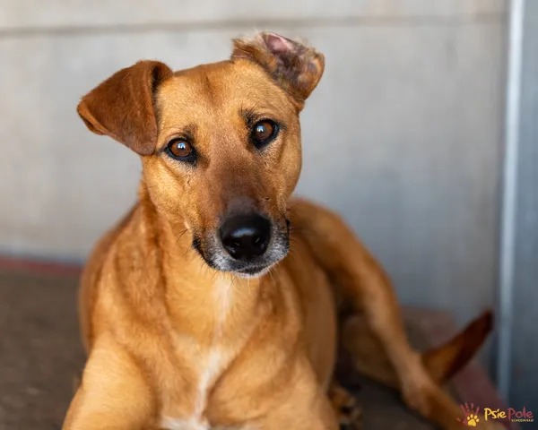 Pies do adopcji, Racławice, 3 kwietnia 2025 (3/5)