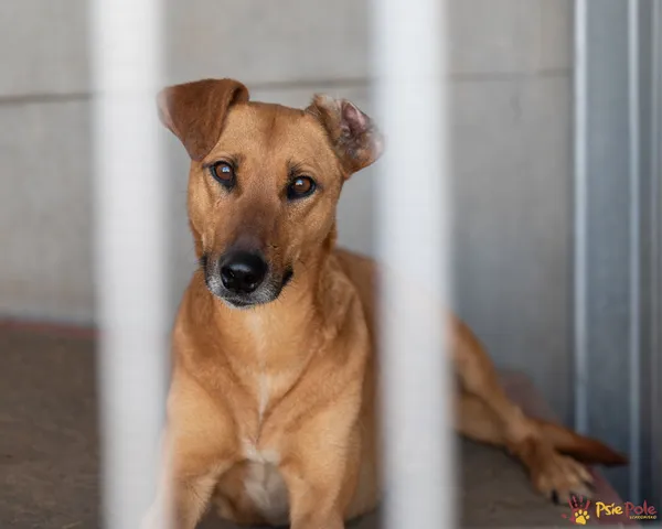 Pies do adopcji, Racławice, 3 kwietnia 2025 (4/5)