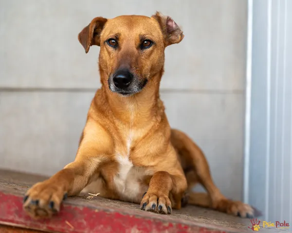 Pies do adopcji, Racławice, 3 kwietnia 2025 (5/5)