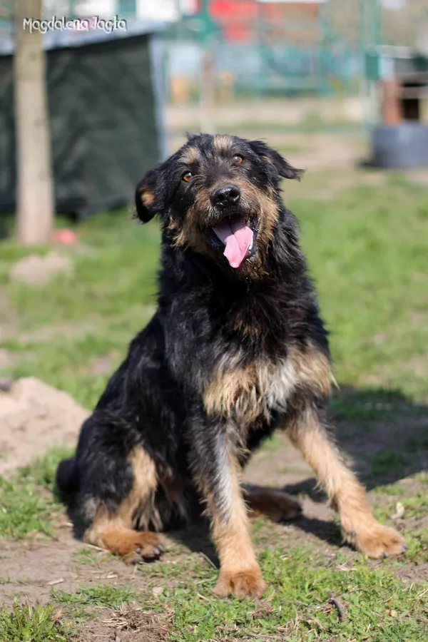 Pies do adopcji, Bydgoszcz, 4 kwietnia 2025 (1/5)