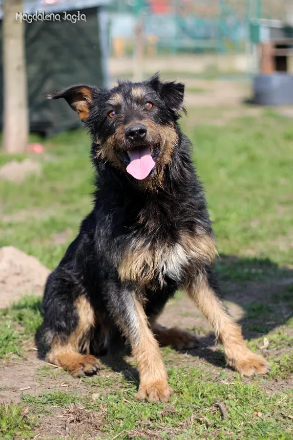 Pies do adopcji, Bydgoszcz, 4 kwietnia 2025 (2/5)