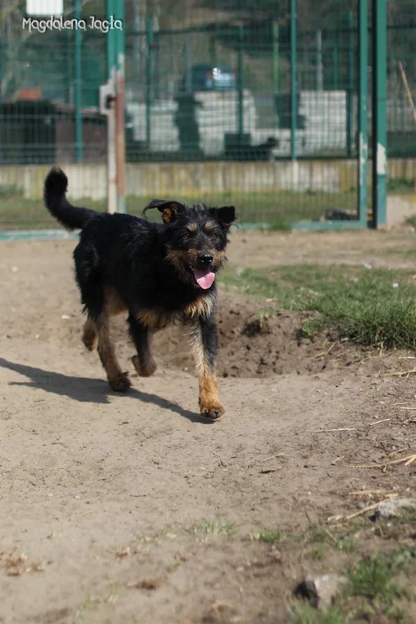 Pies do adopcji, Bydgoszcz, 4 kwietnia 2025 (3/5)