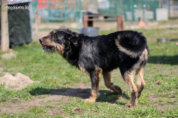 Pies do adopcji, Bydgoszcz, 4 kwietnia 2025 (4/5)