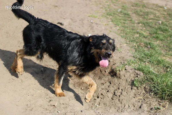 Pies do adopcji, Bydgoszcz, 4 kwietnia 2025 (5/5)