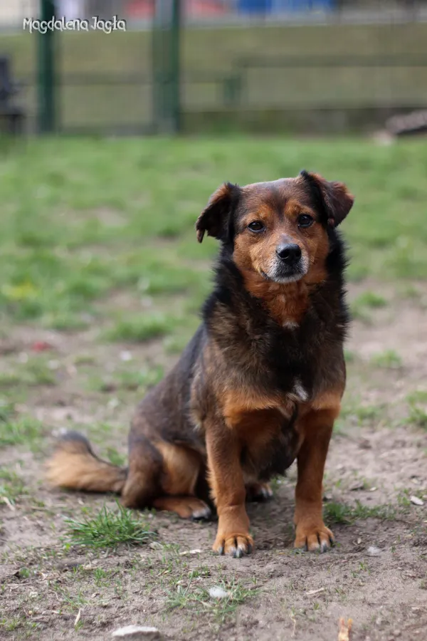 Pies do adopcji, Bydgoszcz, 4 kwietnia 2025 (3/5)
