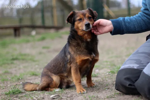 Pies do adopcji, Bydgoszcz, 4 kwietnia 2025 (5/5)