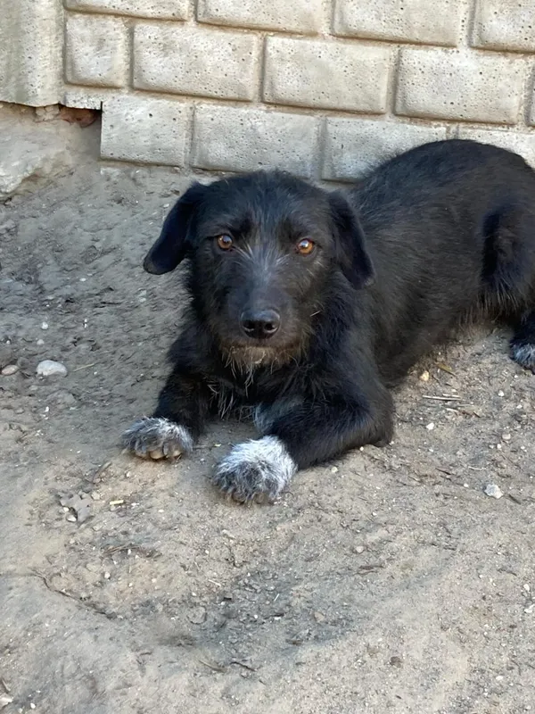 Pies do adopcji, Zgierz, 4 kwietnia 2025 (1/4)