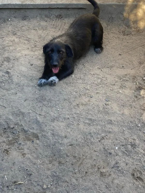 Pies do adopcji, Zgierz, 4 kwietnia 2025 (3/4)