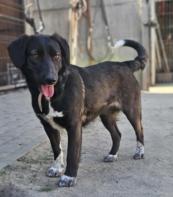 Pies do adopcji, Zgierz, 4 kwietnia 2025 (1/5)