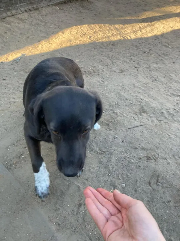 Pies do adopcji, Zgierz, 4 kwietnia 2025 (4/5)