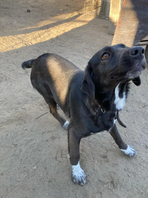 Pies do adopcji, Zgierz, 4 kwietnia 2025 (5/5)