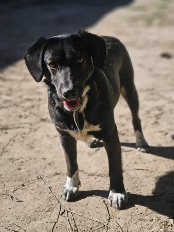 Pies do adopcji, Zgierz, 4 kwietnia 2025 (2/5)