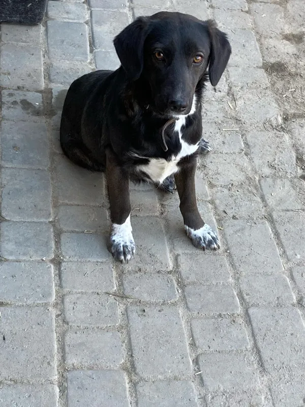 Pies do adopcji, Zgierz, 4 kwietnia 2025 (3/5)