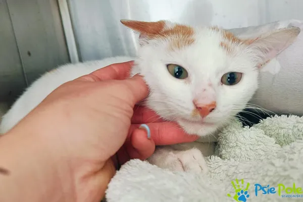 Znaleziono kota, Racławice, 22 kwietnia 2025 (2/4)