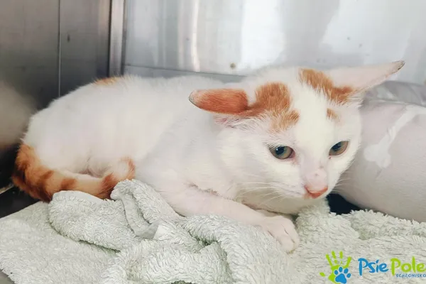 Znaleziono kota, Racławice, 22 kwietnia 2025 (3/4)