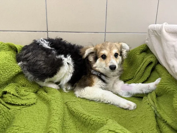 Pies do adopcji, Kraków, 21 marca 2025