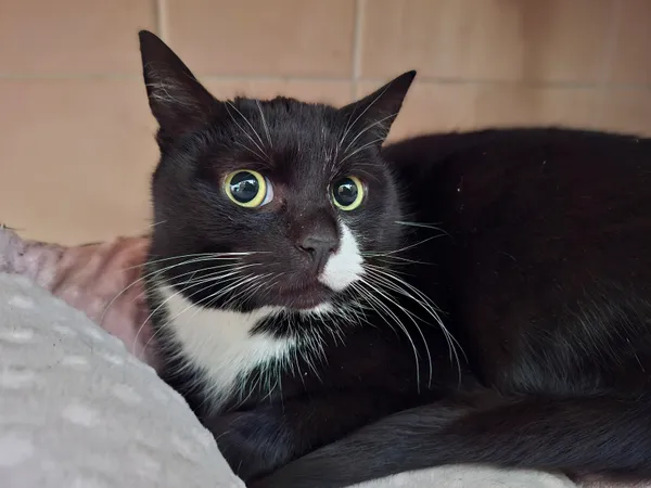 Kot do adopcji, Bydgoszcz, 4 kwietnia 2025 (1/2)