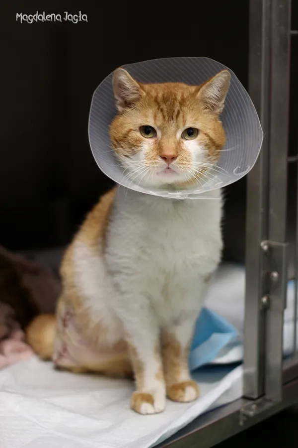 Kot do adopcji, Bydgoszcz, 4 kwietnia 2025 (2/5)