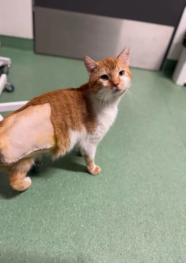 Kot do adopcji, Bydgoszcz, 4 kwietnia 2025 (3/5)