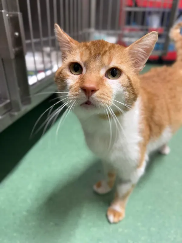 Kot do adopcji, Bydgoszcz, 4 kwietnia 2025 (4/5)