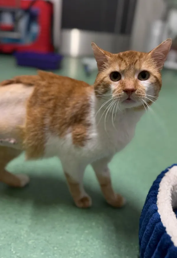 Kot do adopcji, Bydgoszcz, 4 kwietnia 2025 (5/5)