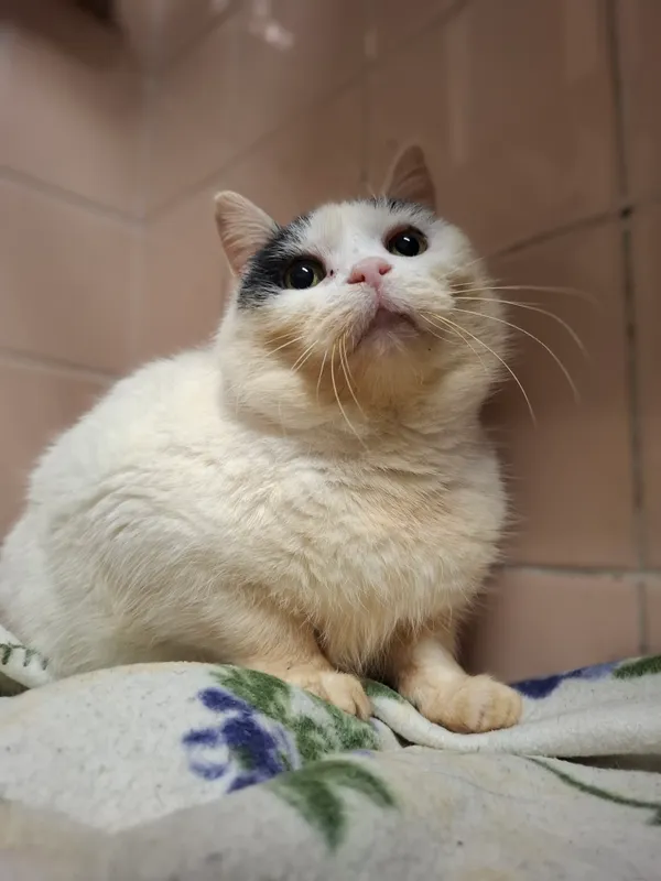 Kot do adopcji, Bydgoszcz, 4 kwietnia 2025 (1/2)