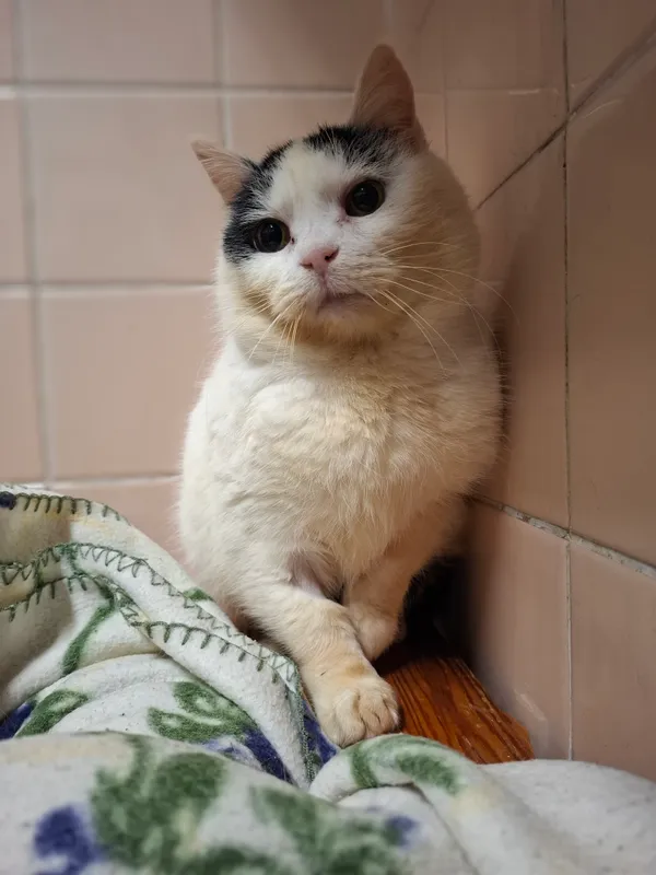 Kot do adopcji, Bydgoszcz, 4 kwietnia 2025 (2/2)