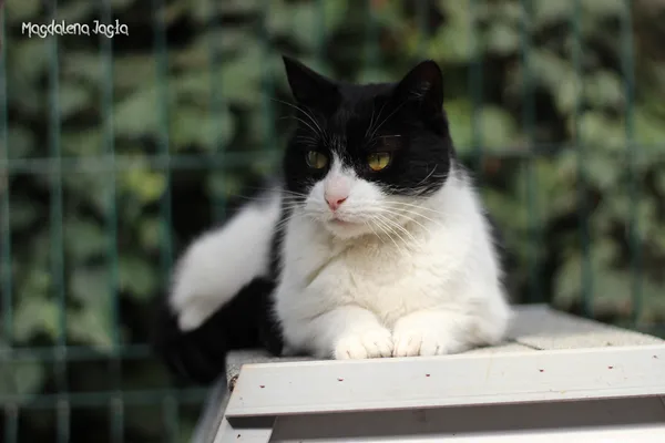 Kot do adopcji, Bydgoszcz, 15 czerwca 2025 (1/5)