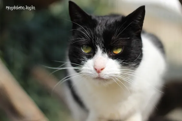 Kot do adopcji, Bydgoszcz, 15 czerwca 2025 (2/5)