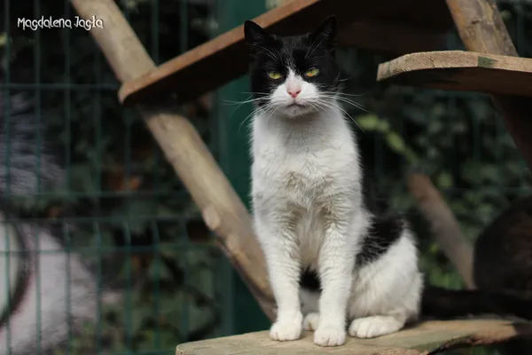 Kot do adopcji, Bydgoszcz, 15 czerwca 2025 (4/5)