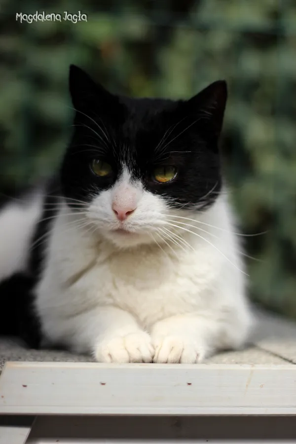 Kot do adopcji, Bydgoszcz, 15 czerwca 2025 (5/5)