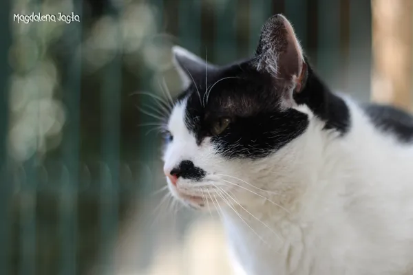 Kot do adopcji, Bydgoszcz, 4 kwietnia 2025 (1/5)