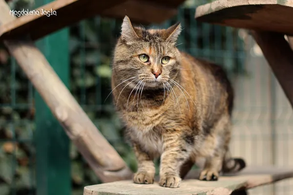 Kot do adopcji, Bydgoszcz, 4 kwietnia 2025 (1/5)