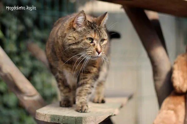 Kot do adopcji, Bydgoszcz, 4 kwietnia 2025 (2/5)