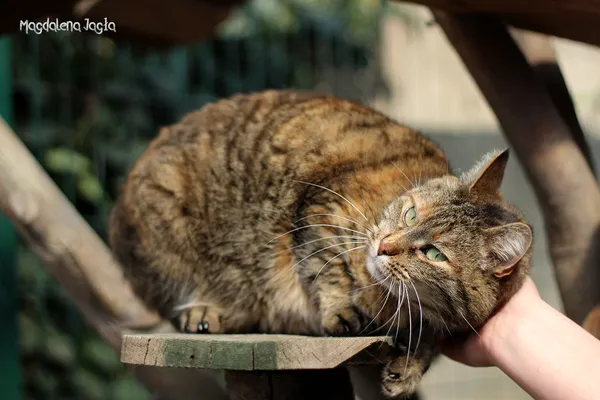 Kot do adopcji, Bydgoszcz, 4 kwietnia 2025 (3/5)