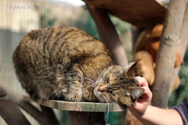 Kot do adopcji, Bydgoszcz, 4 kwietnia 2025 (4/5)