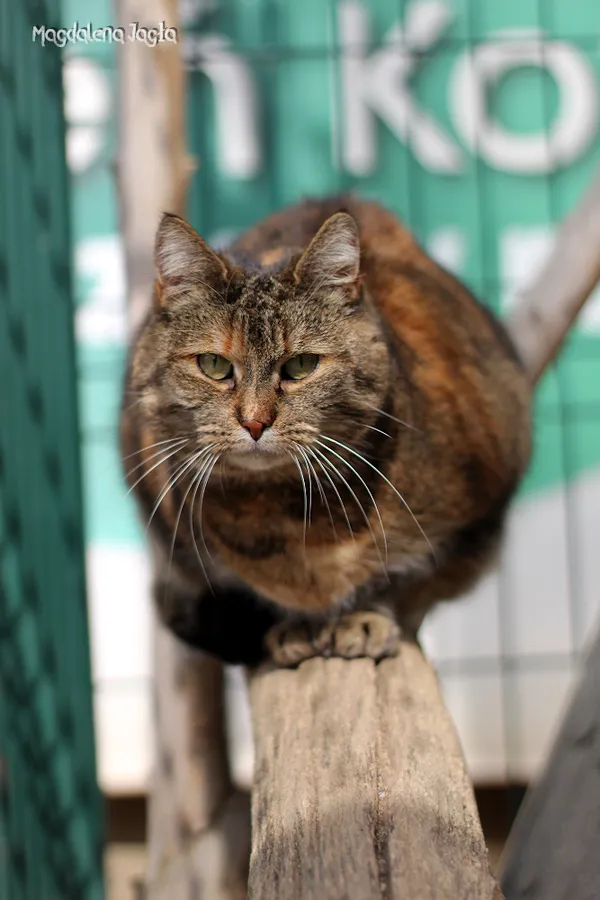 Kot do adopcji, Bydgoszcz, 4 kwietnia 2025 (5/5)