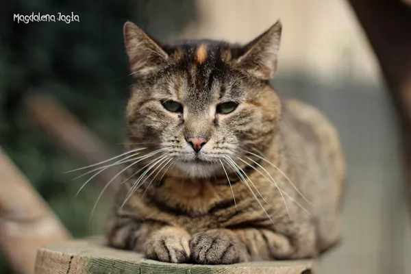 Kot do adopcji, Bydgoszcz, 5 kwietnia 2025 (2/5)