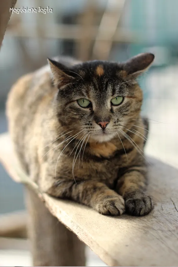 Kot do adopcji, Bydgoszcz, 5 kwietnia 2025 (3/5)