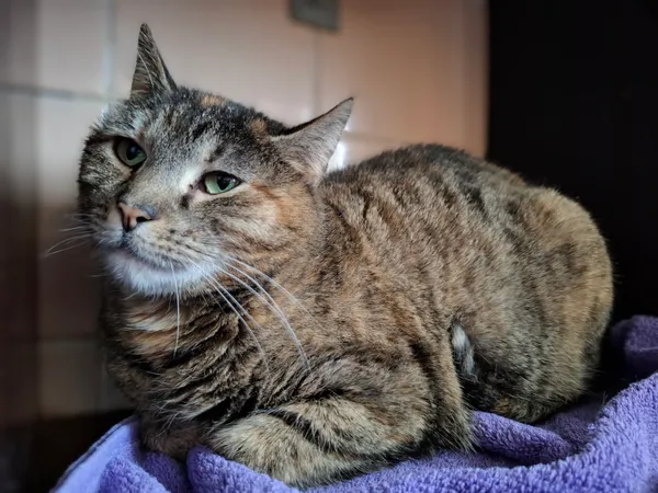 Kot do adopcji, Bydgoszcz, 5 kwietnia 2025 (4/5)