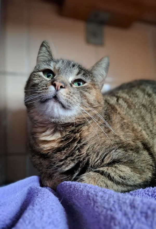 Kot do adopcji, Bydgoszcz, 5 kwietnia 2025 (5/5)