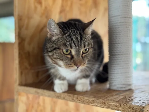 Kot do adopcji, Bydgoszcz, 4 kwietnia 2025 (1/4)