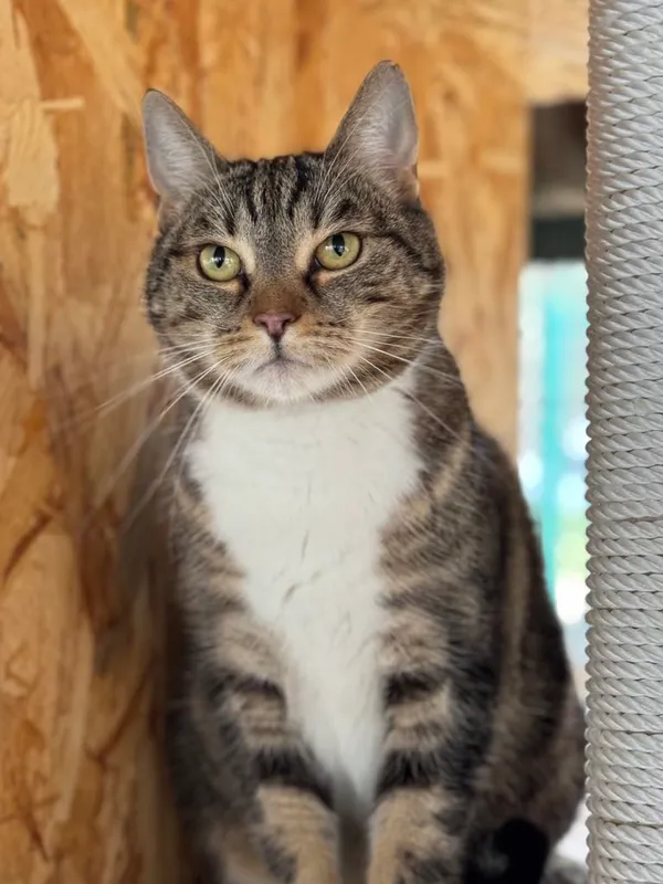 Kot do adopcji, Bydgoszcz, 4 kwietnia 2025 (2/4)